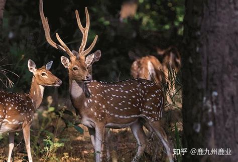 国家重点保护野生动物驯养繁殖许可证_长春世鹿鹿业集团有限公司