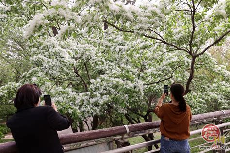 四月雪-中关村在线摄影论坛