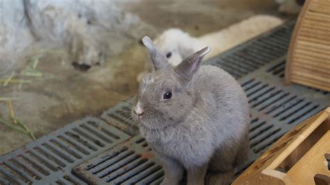 粤科网-怎样识别兔子的语言？