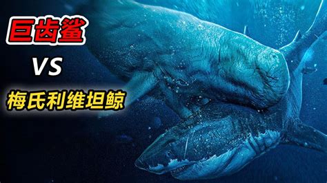 巨齿鲨的一生之敌！史前巨兽梅氏利维坦鲸。