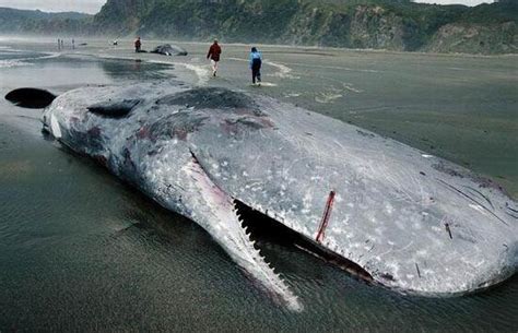 盘点十大海洋怪物 巨型乌贼长达18米_滚动新闻_科技时代_新浪网