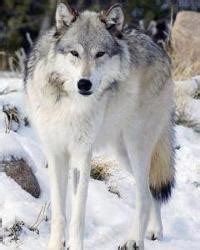 曾经遍布全国的狼，为什么在我国大部分地区都消失了？|狼群|狼|马鹿_新浪新闻