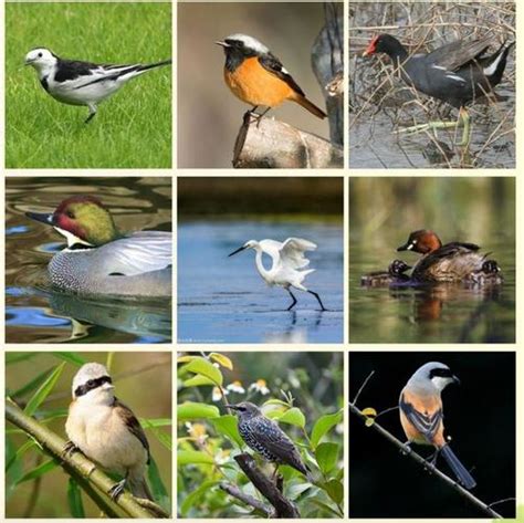 鸟类插画合辑—各种各样的鸟和枝条EPS素材免费下载_红动中国