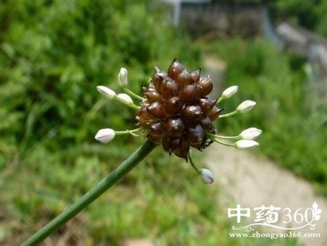 薤白(Allium macrostemon)拉丁名学名属名科名植物生活型图片