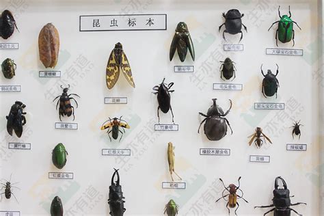 家中常见虫子图鉴,常见小昆虫,常见的虫子_大山谷图库