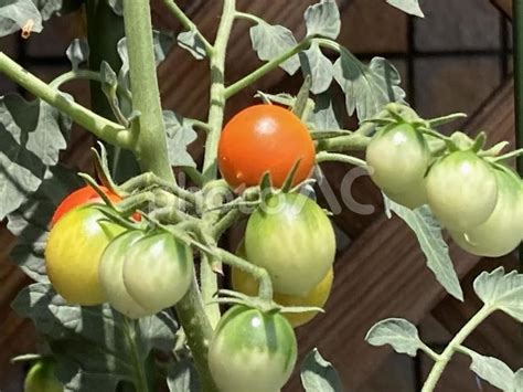 食べ頃トマトと成長期 - No: 24553673｜写真素材なら「写真AC」無料（フリー）ダウンロードOK