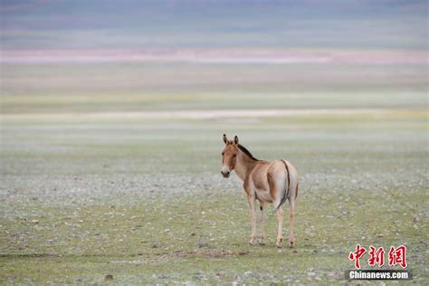 探访神秘的西藏古格王国遗址-宁夏新闻网