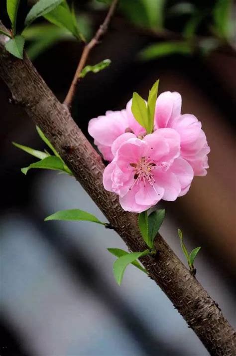 鲜花常识:桃花有哪些寓意和象征_好花网