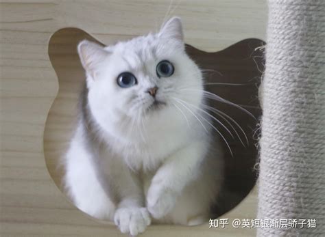 小清新猫咪可爱宠物银渐层短毛猫高清图片下载-正版图片501780446-摄图网