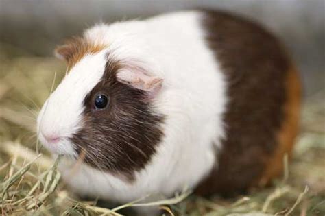荷兰猪最大能长多大（秘鲁巨型豚鼠介绍） - 胖萌舍宠物网