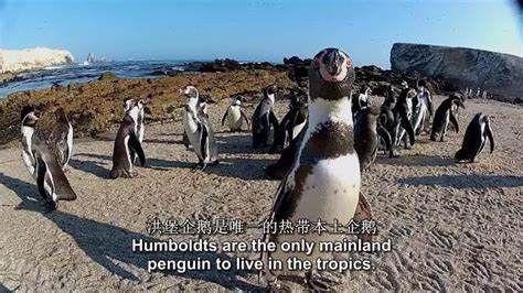 企鹅群里有特务：这是唯一生活在热带区域的企鹅_高清1080P在线观看平台_腾讯视频