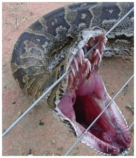 蟒蛇嘴巴张到180度，吞下比自己粗几倍的猎物，直到被撑破肚皮_动物