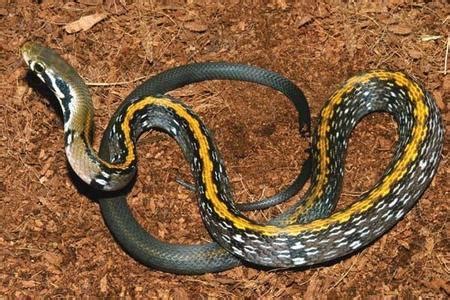 世界十大最致命毒蛇，第一名竟然也生活在中国，第二名是非洲最长 - 千奇百怪 - 华声论坛