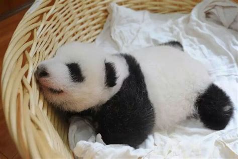 睡觉的大熊猫宝宝图片免费下载 - 觅知网