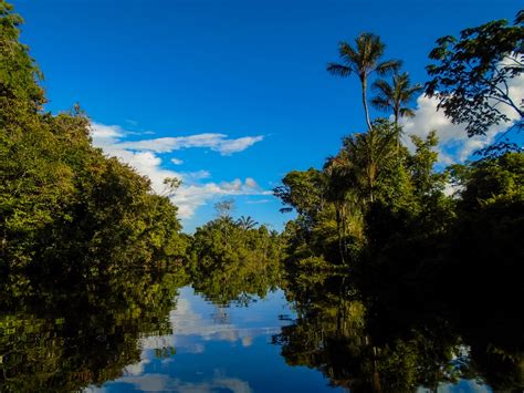 亚马逊 丛林图片_亚马逊 丛林图片下载_正版高清图片库-Veer图库