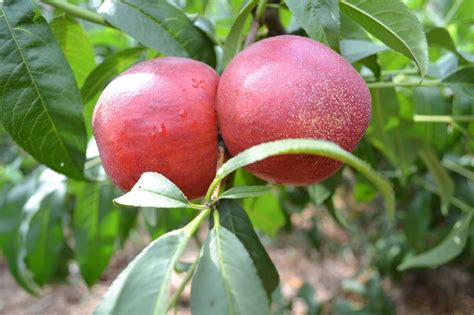 潍坊地区最好的果树苗基地提供_桃苗价格_果树苗基地_青州三木苗木基地