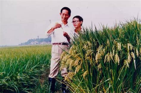 《新闻联播》报道袁隆平珍贵画面：“杂交水稻之父”一路走好-新闻频道-和讯网