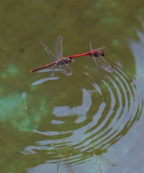 蜻蜓点水是什么姿势-百度经验