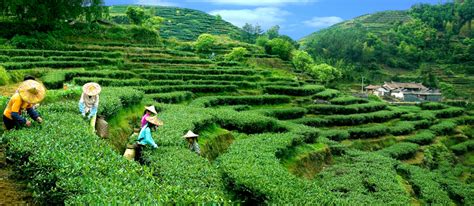 喜讯！安溪铁观音茶文化系统正式列入全球重要农业文化遗产