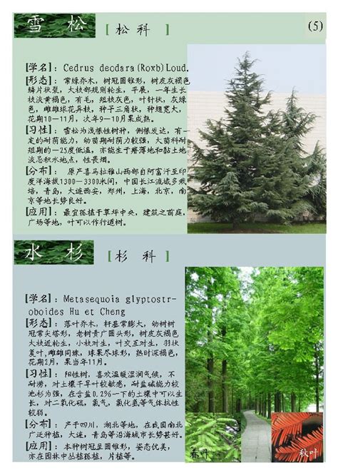 常见树木的名称和图片_360新知