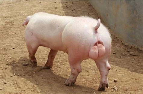 给猪绝育是哪种猪 - 业百科