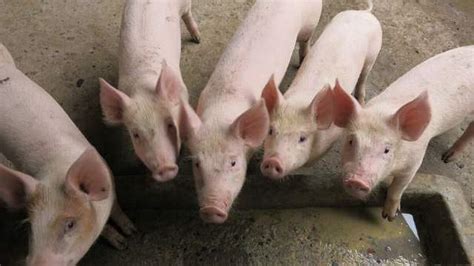 猪价格网-生猪价格今日猪价表-全国猪价 - 畜小牧养殖网