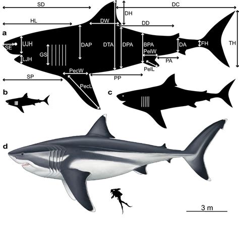 鲨鱼结构图,鲨鱼图片,鲨鱼骨骼图片(第5页)_大山谷图库
