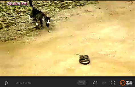 印度四只猫大战眼镜蛇 - 神秘的地球 科学|自然|地理|探索