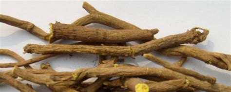 黄芩种植技术及病害防治 - 蜜源植物 - 酷蜜蜂
