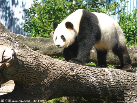 更多了解、更好爱护探访全国多个大熊猫基地_四川在线