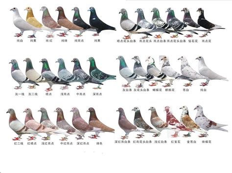 国内常见的观赏鸽品种及图片大全-农百科