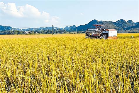 玉米价格接近1.5，小麦水稻跟涨，3大主粮能持续上涨多久？__财经头条