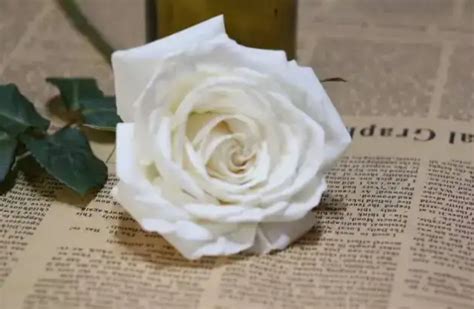 白玫瑰代表什么意思？白玫瑰的花语是什么？-168鲜花速递网