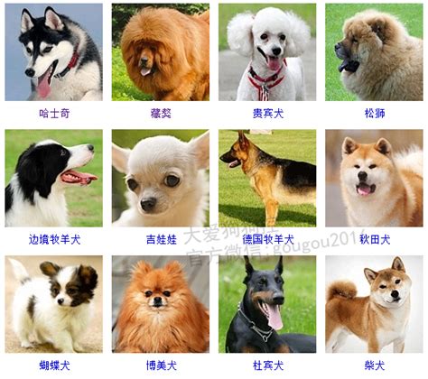 日本狗的品种有哪些？ 带你了解日本的狗狗_知秀网