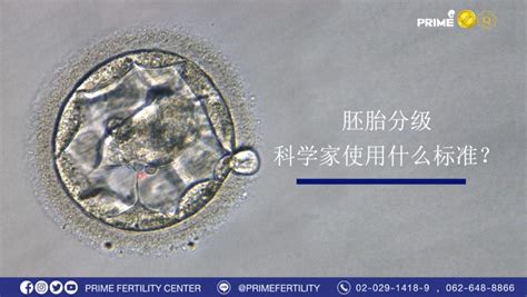 试管婴儿优质胚胎发育过程是什么样的?一起来看看 - 知乎