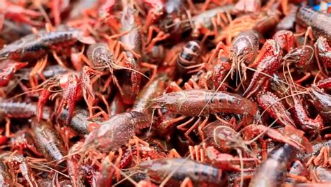 水产养殖、小龙虾(图)湖北小龙虾养殖基地-阿里巴巴