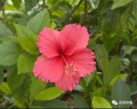 大红花——朱槿----中国科学院