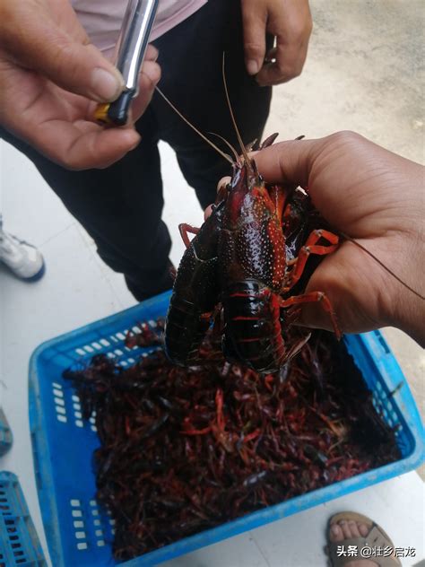 澳洲淡水龙虾，龙虾批发龙虾养殖-重庆满天星农业科技