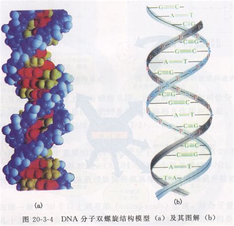 科技小制作diy人体基因DNA双螺旋模型科普生物科学实验器材教具-阿里巴巴
