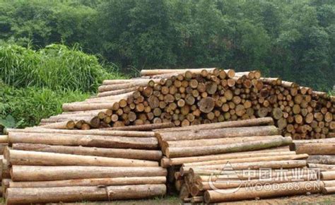 杉木优缺点和杉木价格介绍|杉木图片-中国木业网