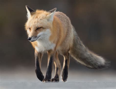 野生狐狸图片素材-在一起玩耍的狐狸幼崽创意图片-jpg格式-未来素材下载