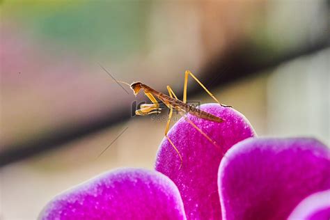 粉色兰花上的婴儿螳螂昆虫高清摄影大图-千库网