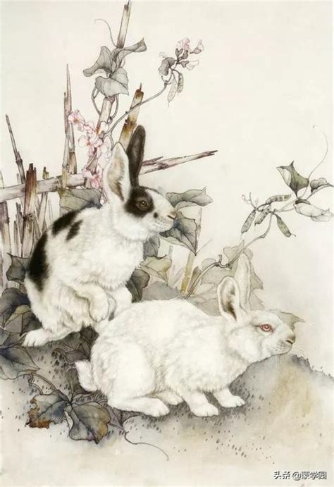 关于兔子的古诗名言(关于兔子的诗句)_晶羽科技