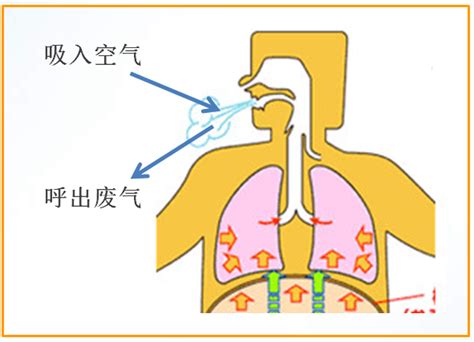呼吸的过程究竟是怎样的？6分钟真正了解呼吸系统