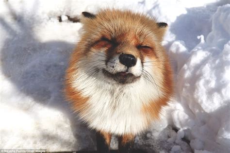 会笑的小狐狸~