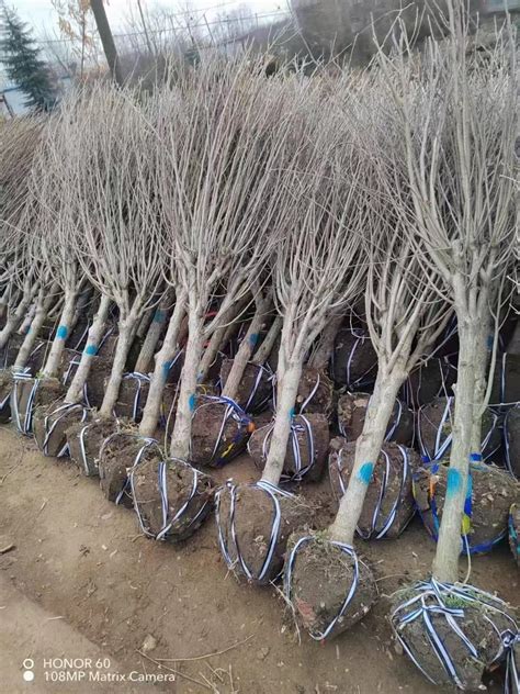 怎么把苗木放到网上销售-致富经-中国花木网