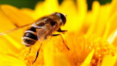 蜜蜂为什么要采蜜？实际上是在获取食物，蜜源丰富时蜜蜂还会酿蜜！