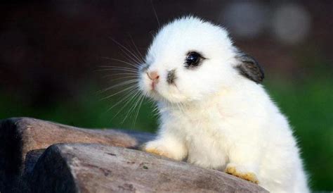 宠物兔一般多少钱一只（宠物兔品种介绍及图片） - 胖萌舍宠物网