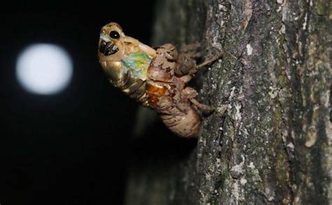 真实的蝉蛹羽化你见过么，一起看实拍“金蝉脱壳”全过程|蝉|蝉蛹|若虫_新浪新闻
