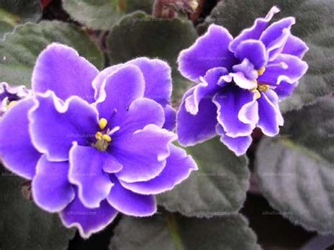 紫罗兰花的介绍和养护方法 -绿宝园林网